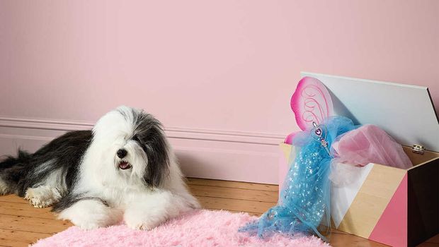 A dog resting on a soft pink rug in front of a pink painted wall, with a box of fairy costumes next to him.