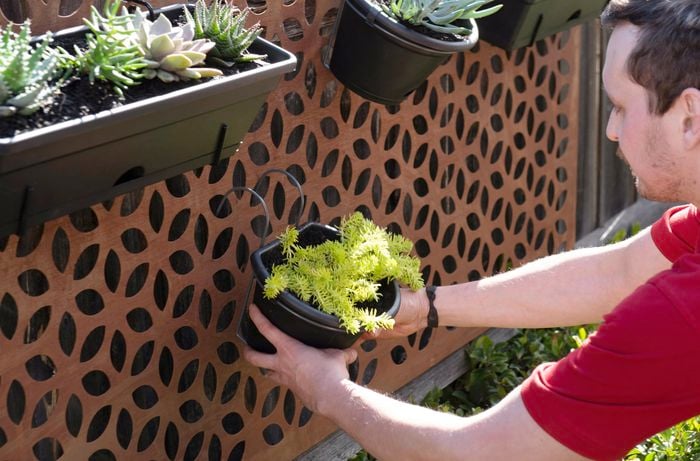 A person hanging a potted plant on a steel screen on a paling fence
