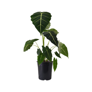 180mm Alocasia Frydek - Alocasia micholitziana
