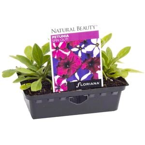 Petunia Spin Out Punnet - Petunia x hybrida