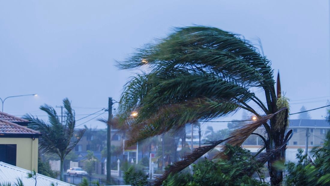 Palm trees slanting on the side from wind next to power lines and houses.