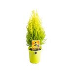 140mm Wilma Lemon Essence - Cuppressus macrocarpa