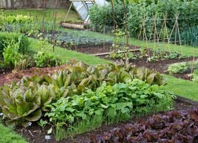 A lush green garden with several vegetables and flowers growing