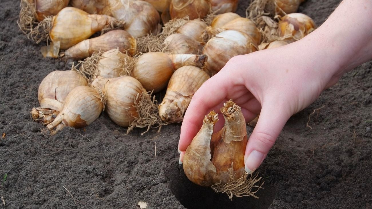 Bulbs being planted in soil.