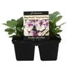 4 Cell Pansy Plentifall Violet Wing - Viola x Wittrockiana