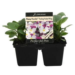 4 Cell Pansy Plentifall Violet Wing - Viola x Wittrockiana