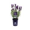 140mm Lavender LAVINNOVA® Purple Reign - Lavandula