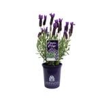 140mm Lavender LAVINNOVA® Purple Reign - Lavandula
