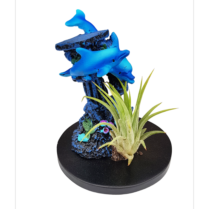 Size C Novelty Air Plant - Tillandsias