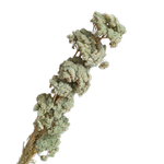Blooms Of Joy 70cm Green Preserved Achillea Flower