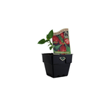 100mm Capsicum Mini Sweet Red - Capsicum annuum