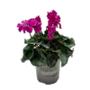 130mm Cyclamen Merengue - Cyclamen persicum