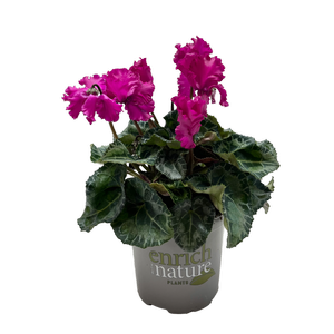 130mm Cyclamen Merengue - Cyclamen persicum