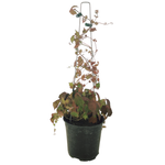 2.5L Boston Ivy - Parthenocissus Tricuspidata vetchii