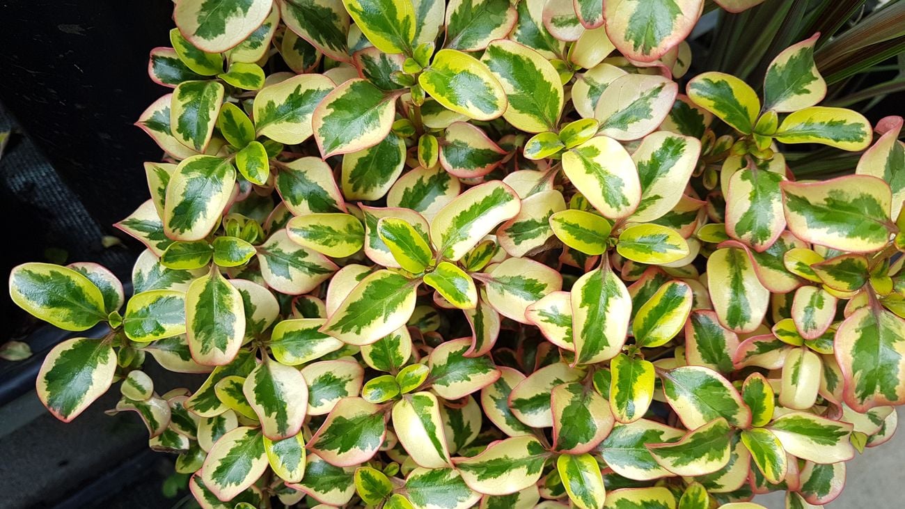 Birds-eye-view shot of a Coprosoma plant’s green and white leaves
