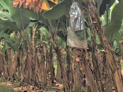 Banana trees with yellow and dead leaves