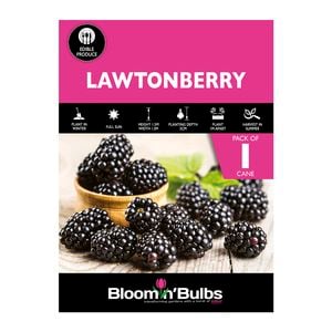 Bloomin' Bulbs Lawtonberry - 1 Pack
