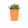 85mm Iceplant - Delosperma cooperi Dione