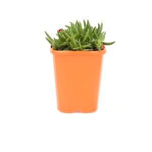 85mm Iceplant - Delosperma cooperi Dione