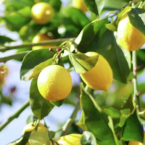 Lemon tree - Medium