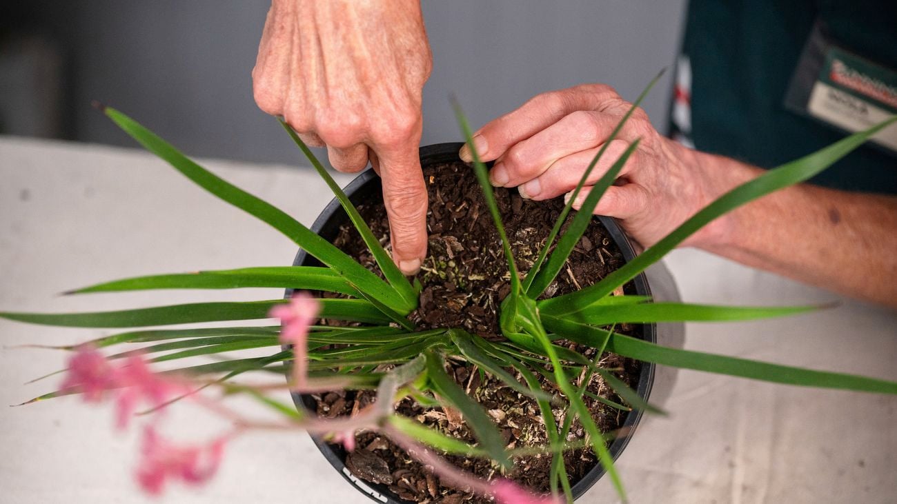Prevent Kangaroo Paw crown rot effectively