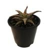 1.3L Aloe Wrasse - Aloe hybrid