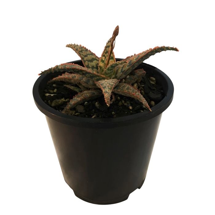 1.3L Aloe Wrasse - Aloe hybrid
