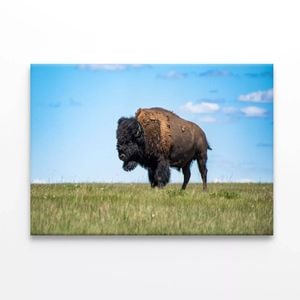 Bison in Grasslands National Park  Print 100% Australian Made 120 x 90cm  (Stretched)