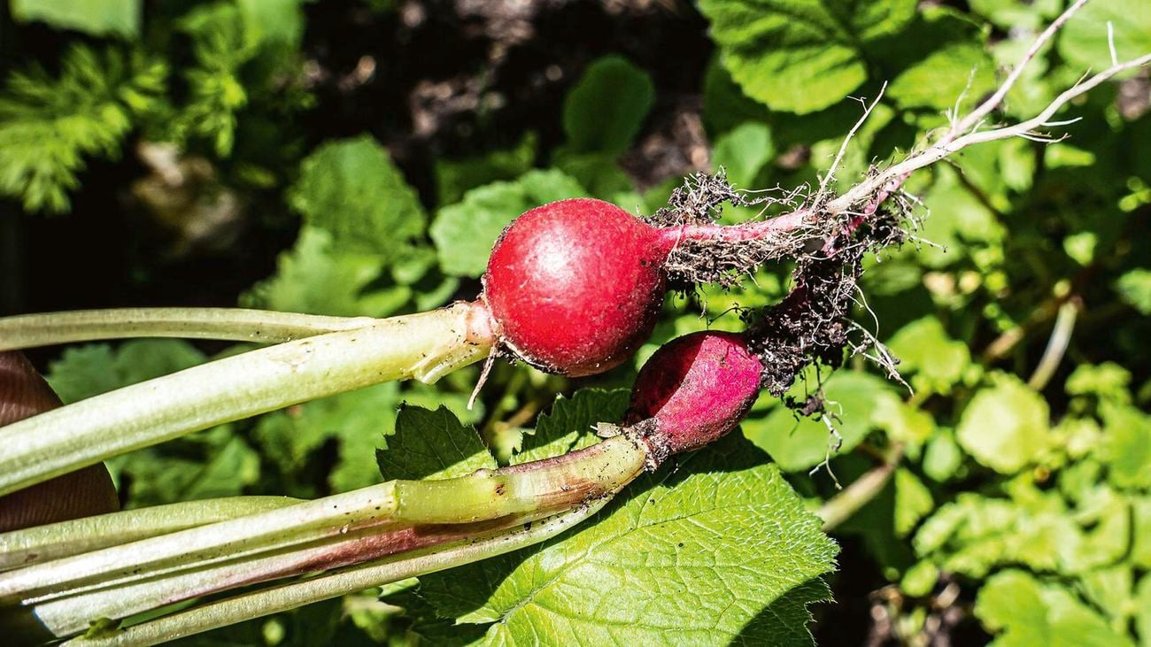 Picked radish with purple bulbs.