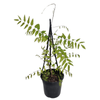 200mm Wisteria Black Dragon - Wisteria floribunda