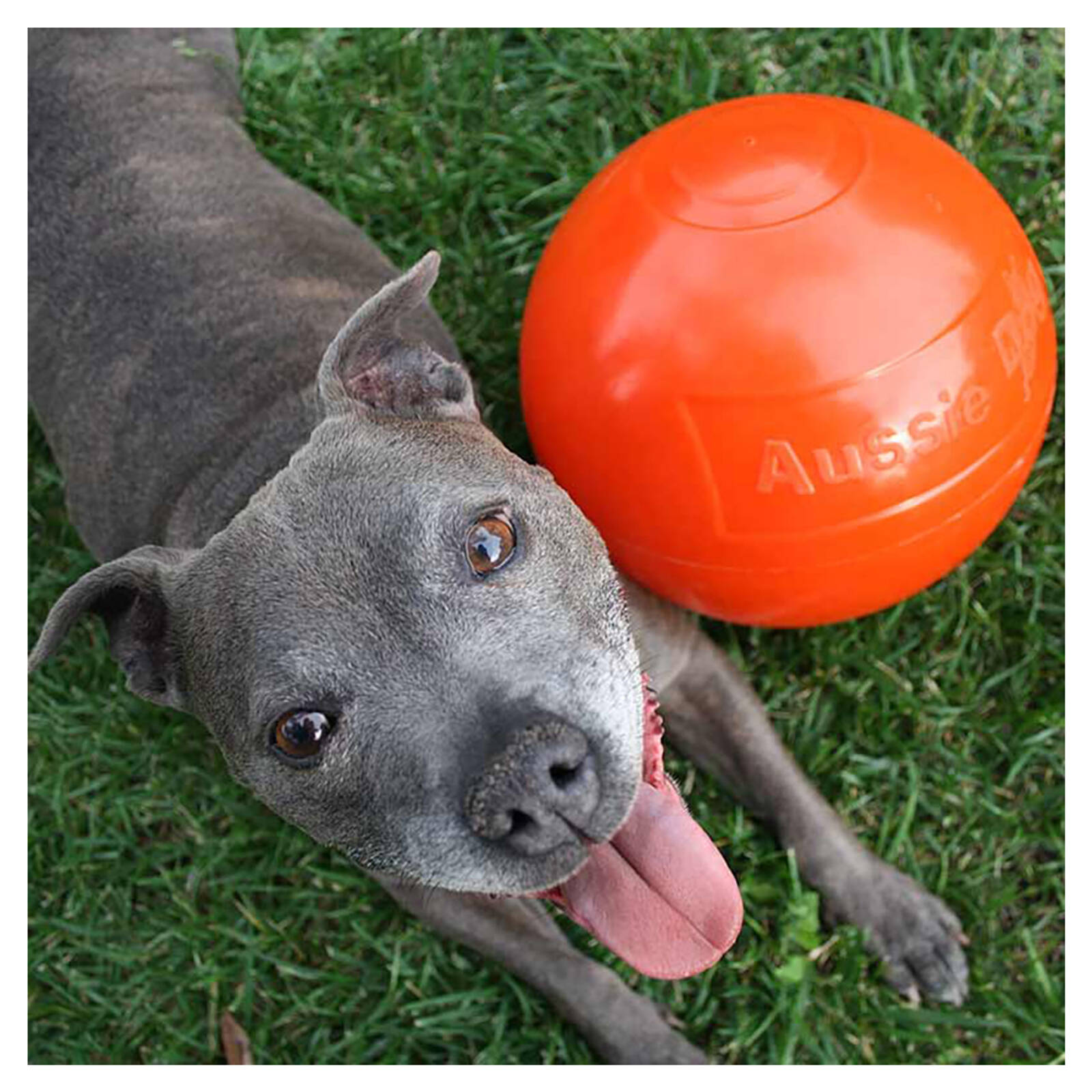 Aussie Dog Products 240mm Staffie Ball Orange Bunnings Australia
