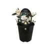 1.9L Gardenia Radicans - Gardenia jasminoides Radicans