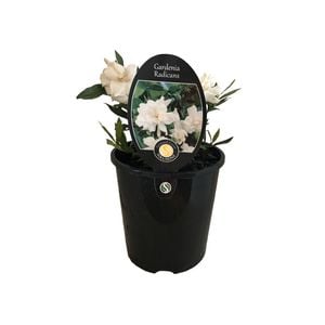 1.9L Gardenia Radicans - Gardenia jasminoides Radicans