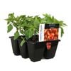 6 Cell Tomato Trilogy Mix - Lycopersicon esculentum