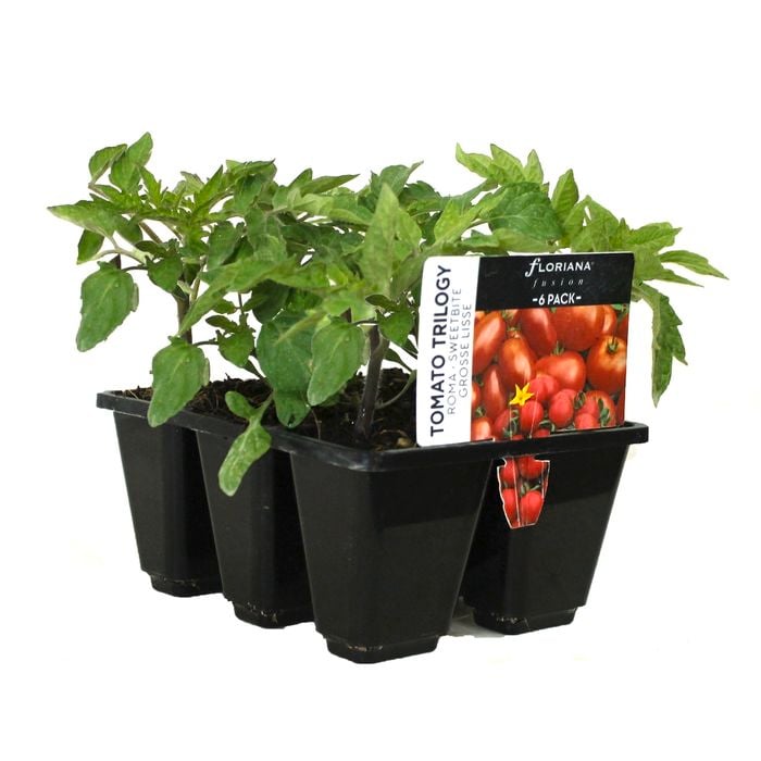 6 Cell Tomato Trilogy Mix - Lycopersicon esculentum