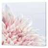 Soft Pink Dahlia | 60 x 60cm Stretched Canvas Print