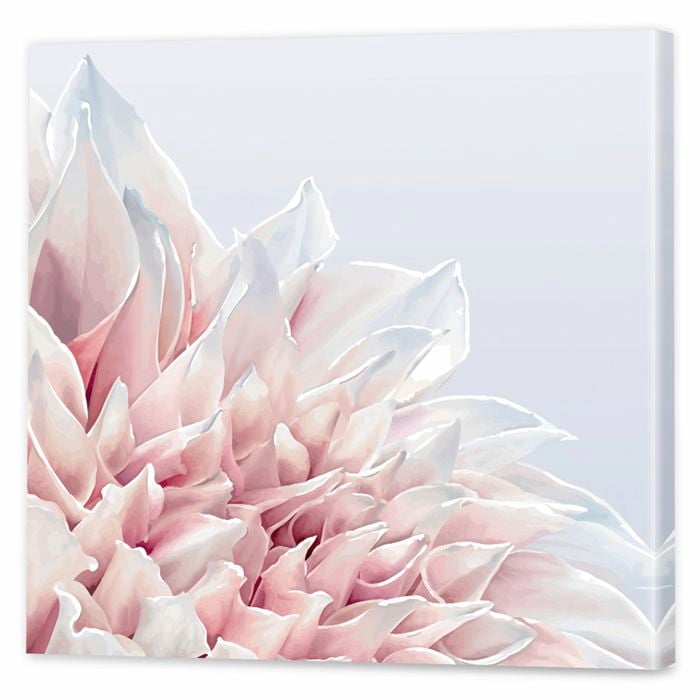 Soft Pink Dahlia | 60 x 60cm Stretched Canvas Print