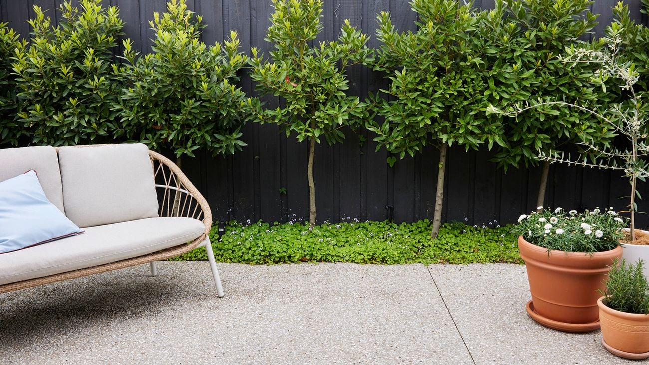 Outdoor patio with a beige sofa and a blue cushion, in front of a black fence lined with small trees and a groundcover. Two terracotta pots with green plants and white flowers sit on the right.
