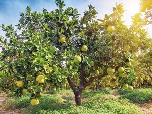 A pomelo citrus tree.