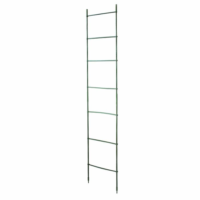 Jack 2m Pea And Bean Ladder Kit