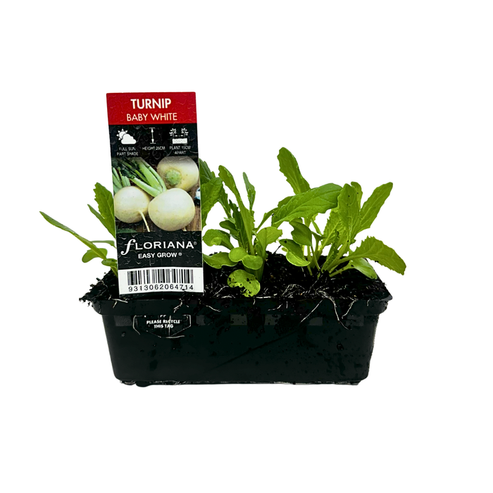 Punnet Turnip Baby White - Brassica rapa