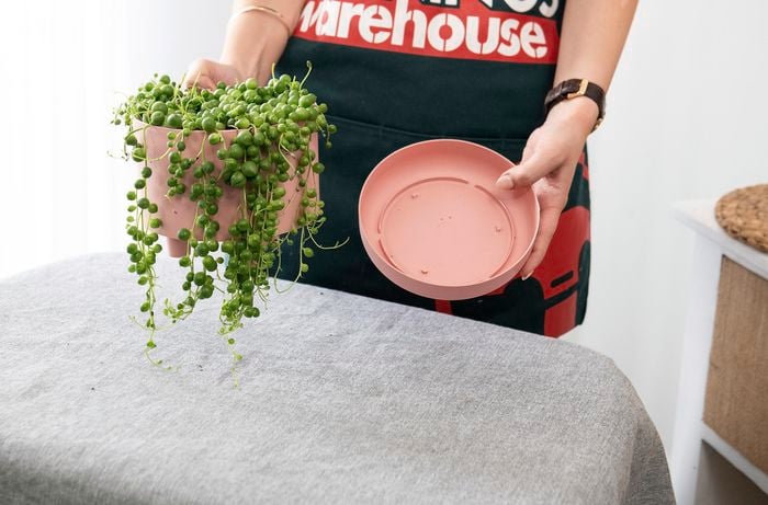 A person holding a string-of-pearls plant in a pot