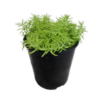 1.9L Sedum Gold Blob - Sedum mexicanum