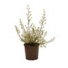 200mm Westringia Longifolia - Westringia fruticosa