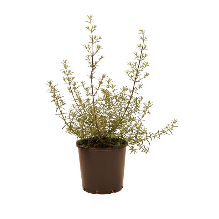 200mm Westringia Longifolia - Westringia fruticosa