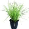 4.5L Lomandra White Sands - Lomandra longifolia