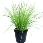 4.5L Lomandra White Sands - Lomandra longifolia