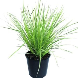 4.5L Lomandra White Sands - Lomandra longifolia