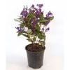 350mm Hardenbergia Regent - Hardenbergia violocea