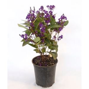 350mm Hardenbergia Regent - Hardenbergia violocea